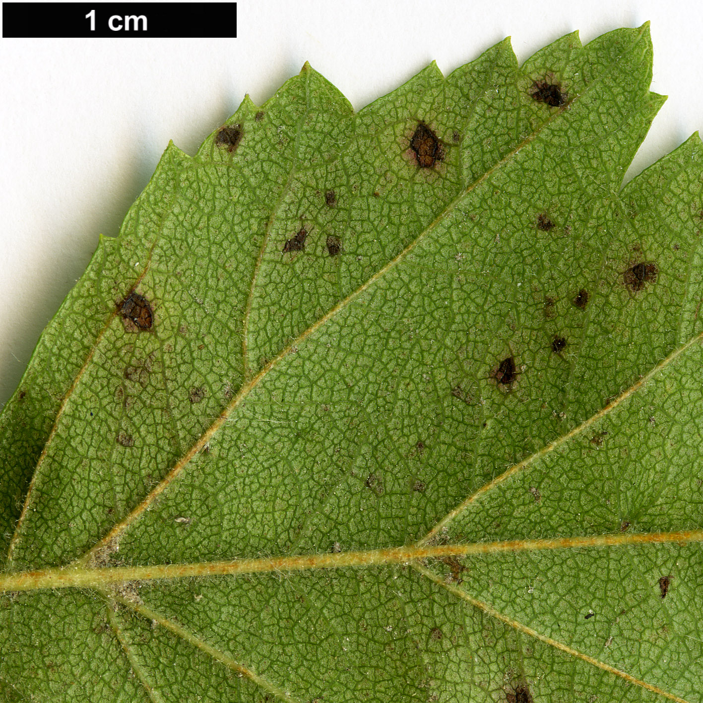 High resolution image: Family: Rosaceae - Genus: Crataegus - Taxon: mollis - SpeciesSub: var. viburnifolia